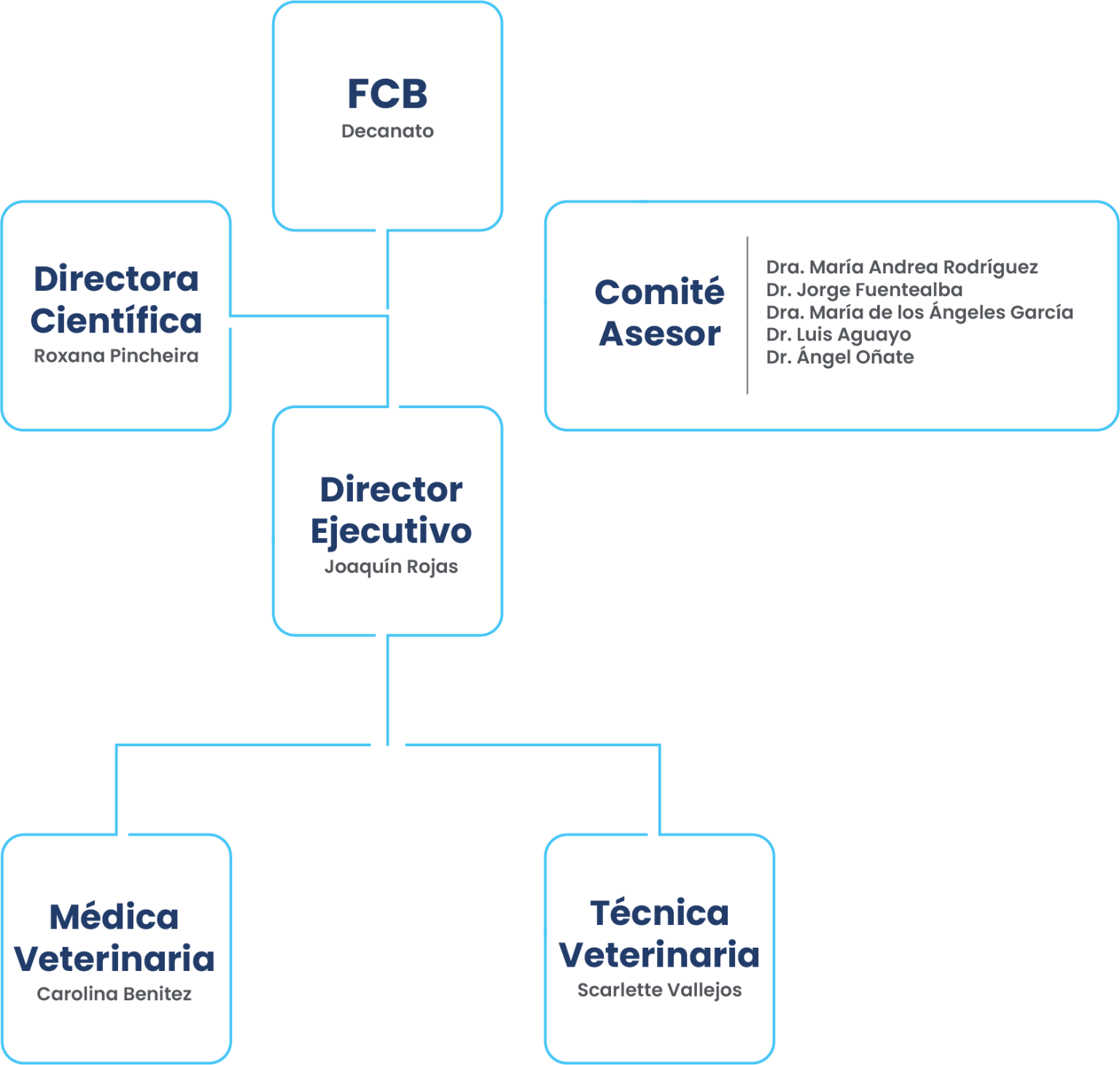 En el primer nivel del organigrama se encuentra el decanato de la facultad de ciencias biológicas. En el segundo nivel está la directora científica y el comité asesor. En el tercer nivel se encuentra el director ejecutivo. En el cuarto nivel está la medica veterinaria y la técnica veterinaria.