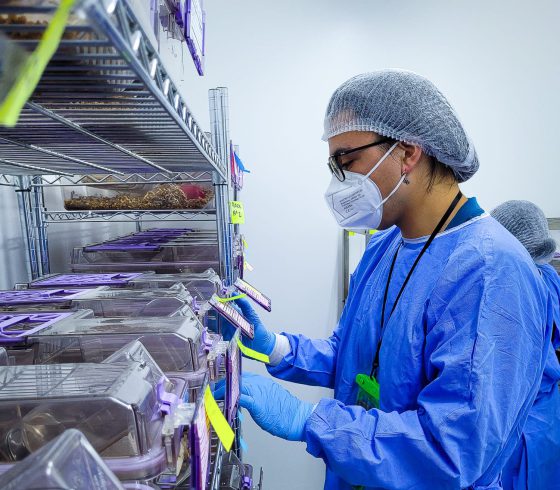 Hombre en un laboratorio, con mascarilla, anteojos, bata, guantes y gorra de laboratorio, mirando una jaula de experimentación.