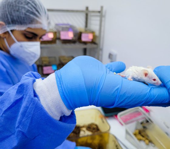 Una mano con guante quirúrgico sosteniendo una rata de laboratorio.